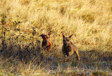 Hundebetreuung Friedrichshain 1